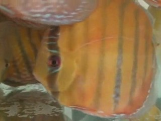 HEK Discus, Brezilya....26/10/2009