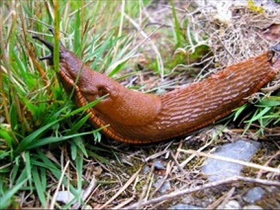 what a limace life...