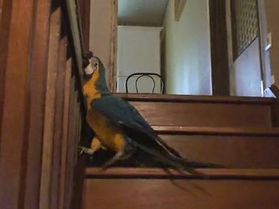 Orphée descend et monte les escaliers