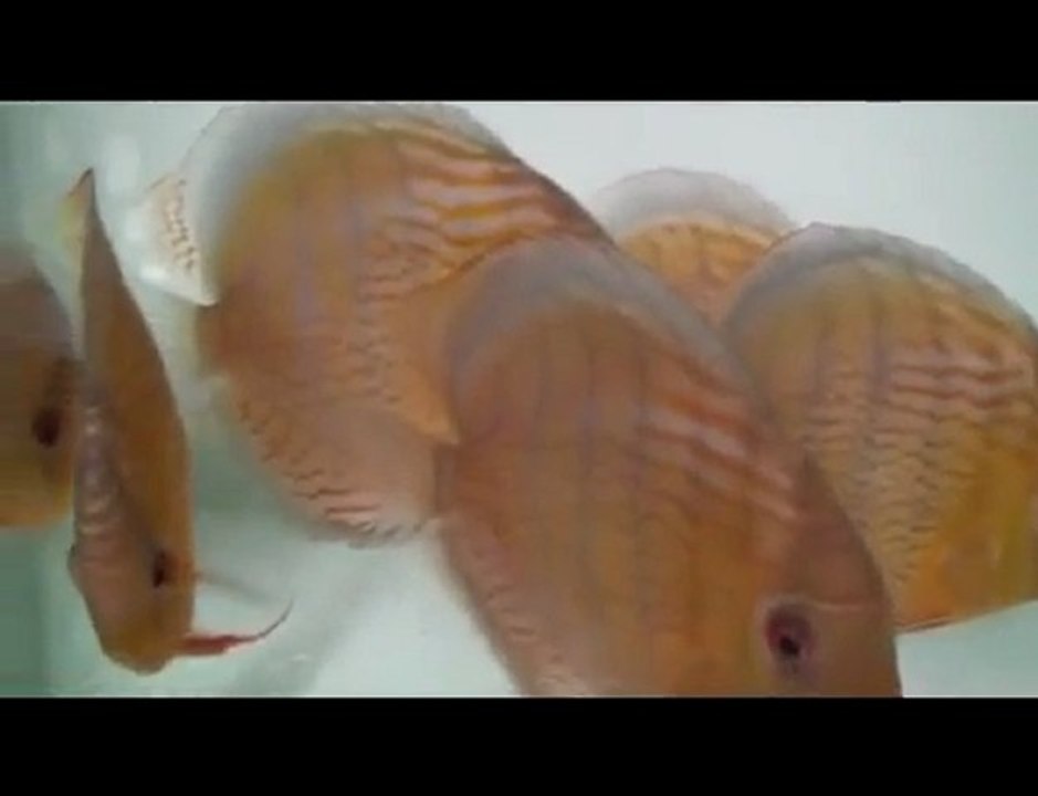 HEK Discus, Brezilya....04/11/2009