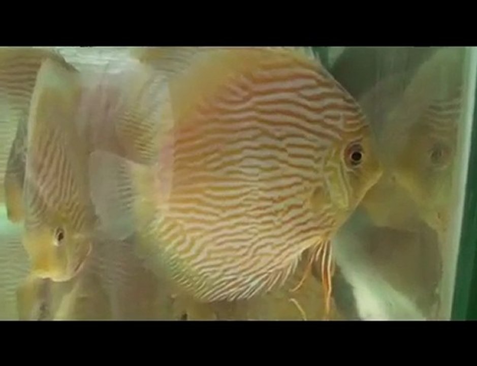 HEK Discus, Brezilya....10/11/2009
