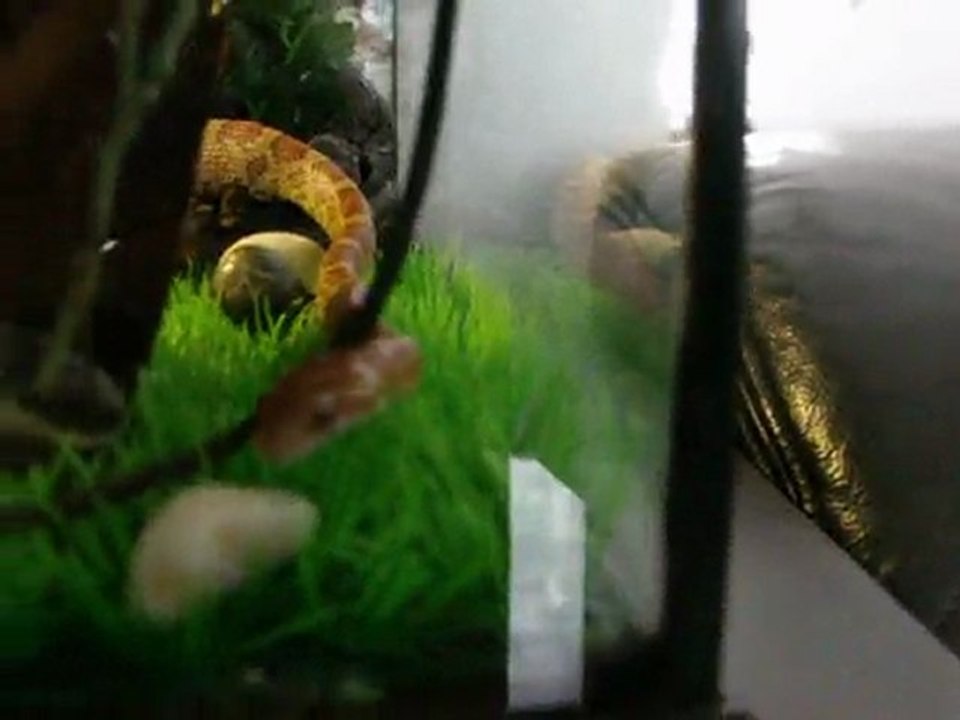 mes serpent dans leur terra