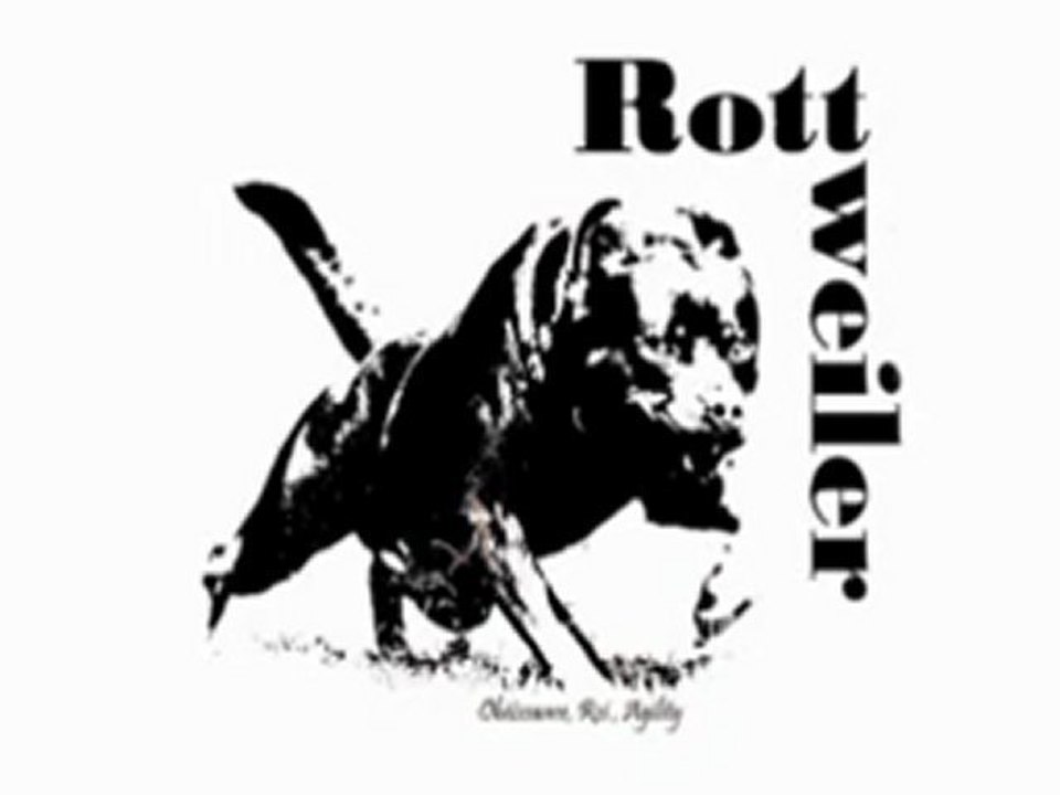 Rottweiler- Balzac entrainement obé avant concours