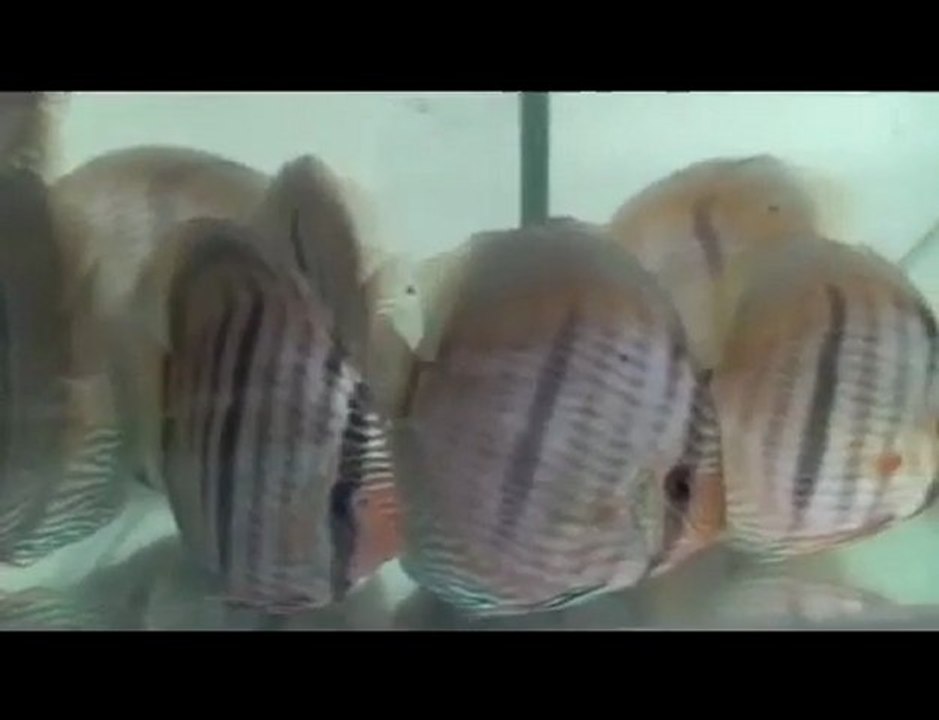 HEK Discus, Brezilya....15/12/2009