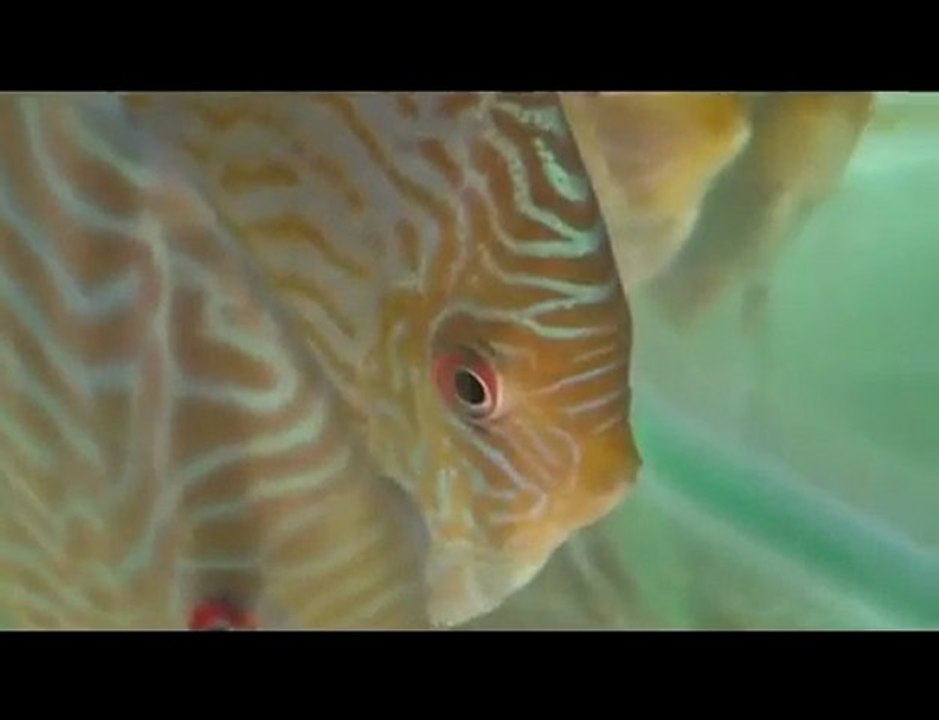 HEK Discus, Brezilya....18/12/2009