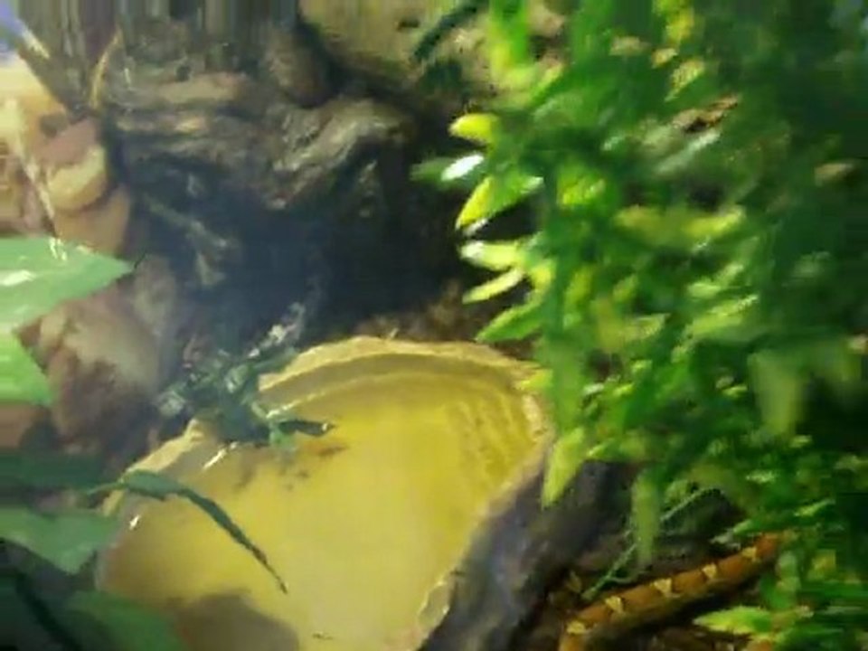 mes serpent dans leur terra (suite 1)