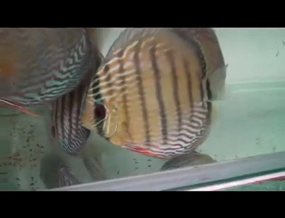 HEK Discus, Brezilya....13/01/2010