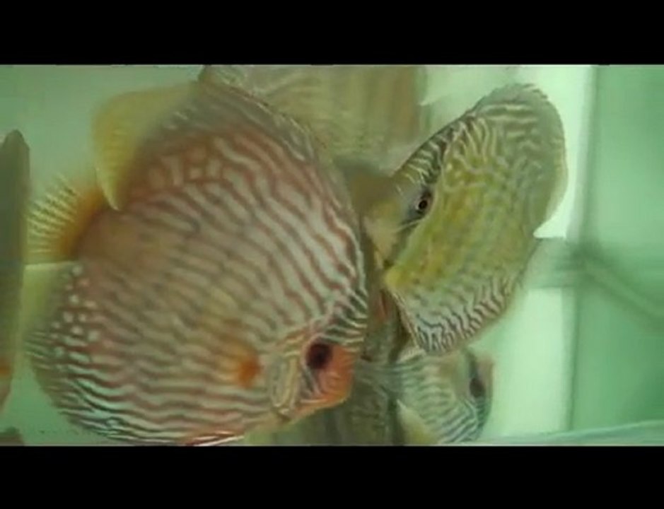 HEK Discus, Brezilya....15/01/2010