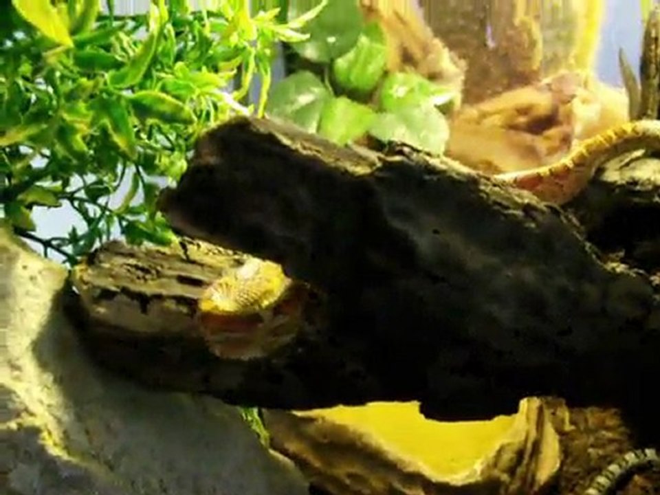 mes serpent dans leur terra (suite 2)