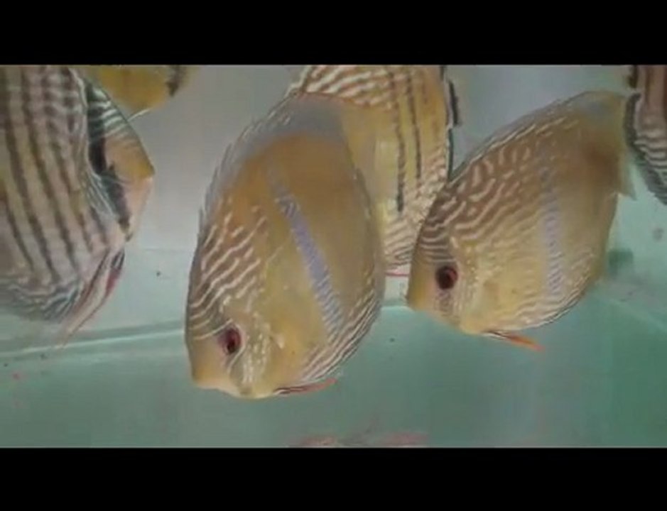 HEK Discus, Brezilya....06/02/2010