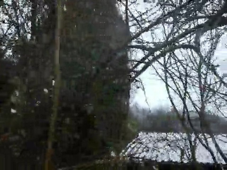 Mésange dans la tempête