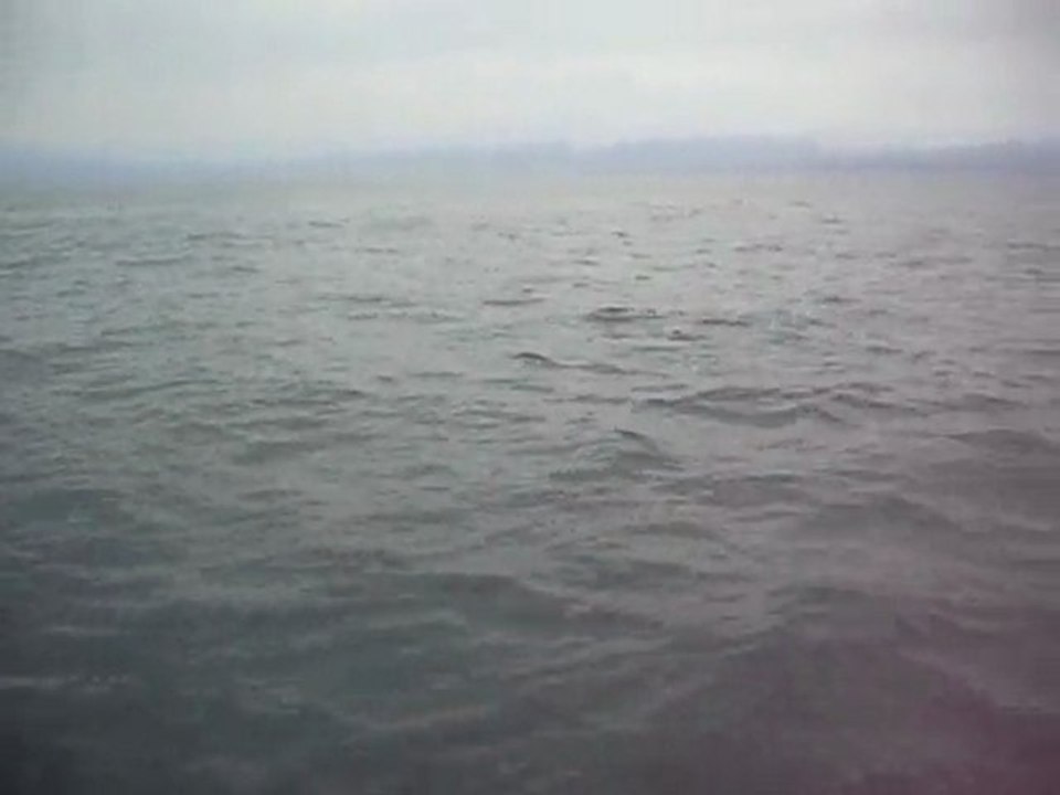 dauphins fev 2010.AVI