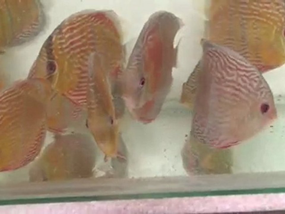 HEK Discus, Brezilya....17/02/2010