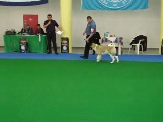 The Malta Kennel Club, Group Judging Feb 2010