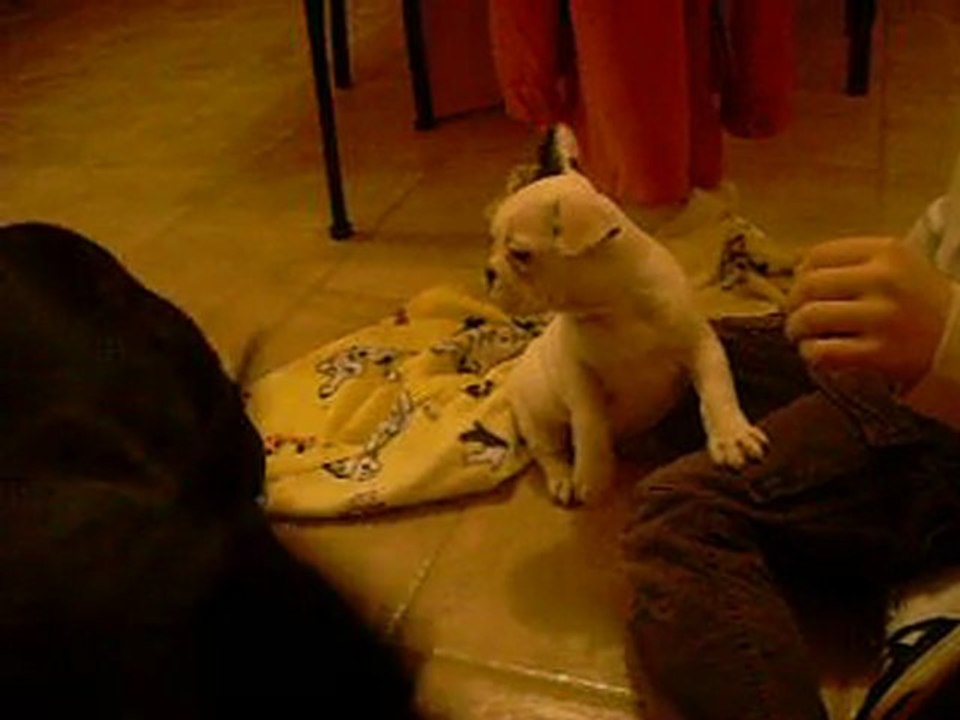 Fidli arrive à sa nouvelle maison