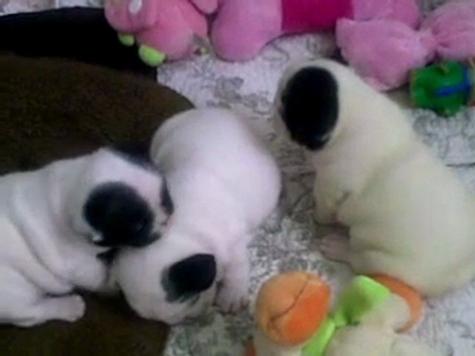 les bebes Bouledogue Francais à 3 semaines