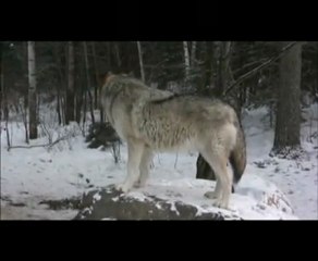 International Wolf Center - Howl and Pack Rally