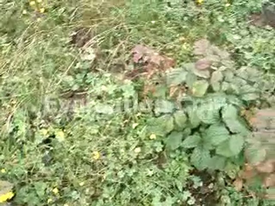 MOV01806