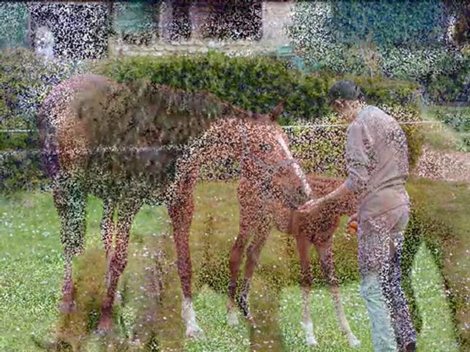 JOYCE DU PLAN  Anglo-Arabe par Calin de Mels