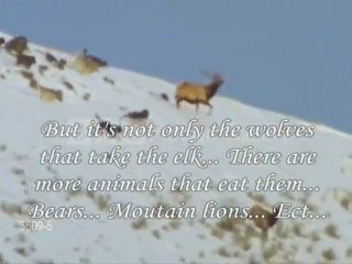 Suport...Defend...Save Them (Save The Wolves)