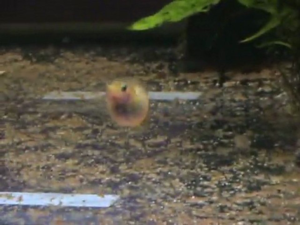 guppy