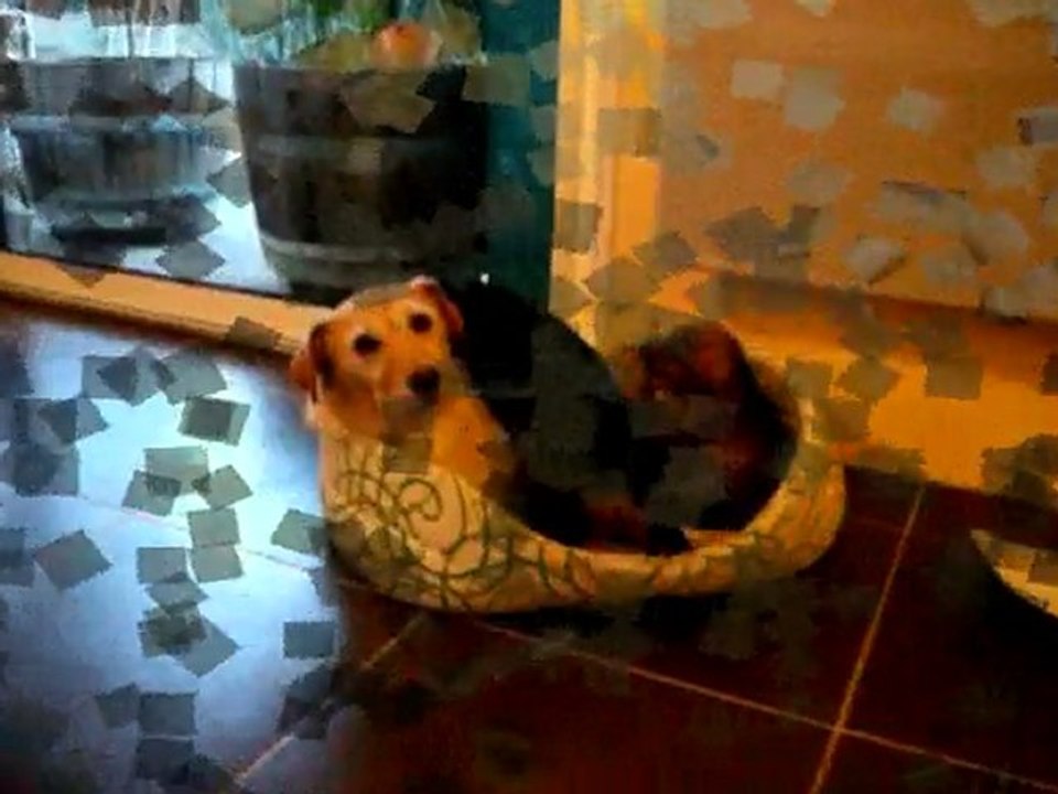 Chiots