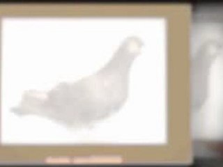 Pigeon Pals Racing Club Daily Results 222