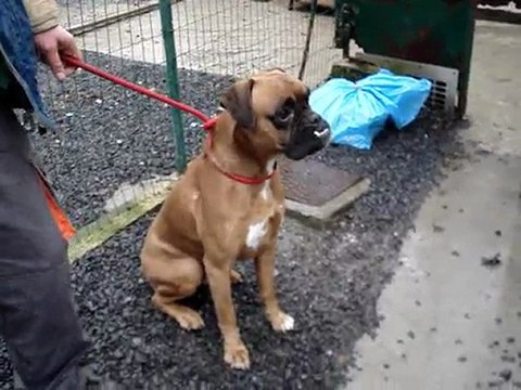 SLY mâle boxer SPA DOUAI 59