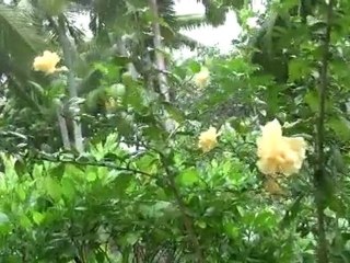 Cyclône Oli en Polynésie