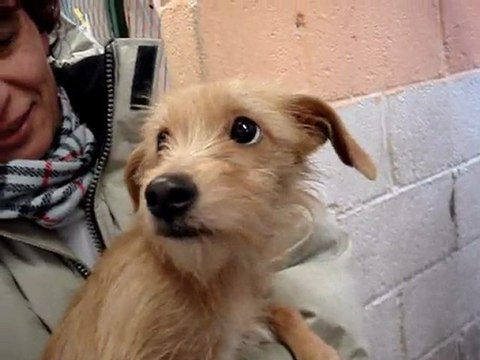 pupuce croisé fox 18 mois spa douai