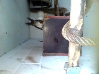 ecureuil du japon mutation rare en france