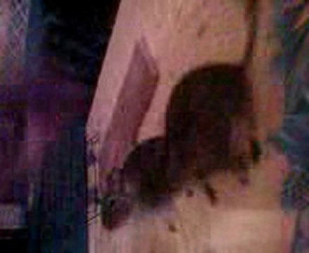 mes octodons qui dansent