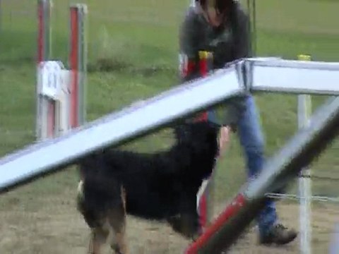 Agility Barry grand bouvier suisse