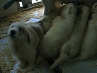 Chiots Montagne des Pyrénées Patou LOF