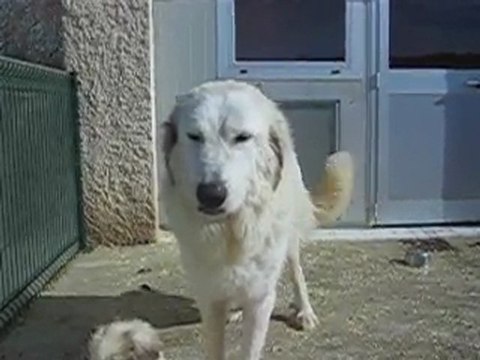 Chiots Montagne des Pyrénées Patou LOF