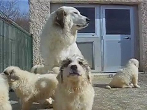 Chiots Montagne des Pyrénées Patou LOF