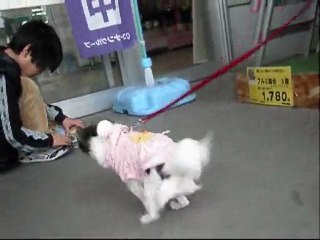 ｼｮｯﾌﾟの入口で遭遇した可愛いﾁﾜﾜちゃん♪