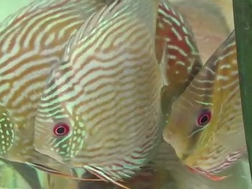 HEK Discus, Brezilya....20/02/2010