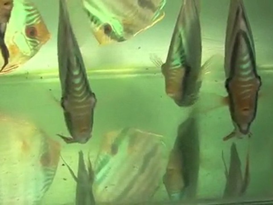 HEK Discus, Brezilya....27/02/2010