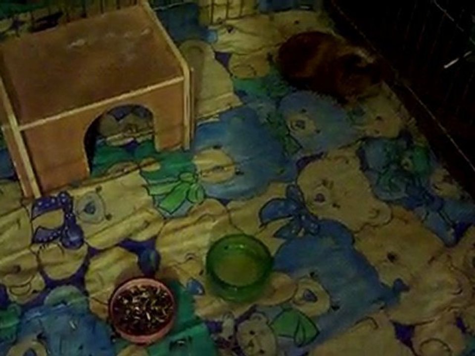 Dansons la Capucine!!