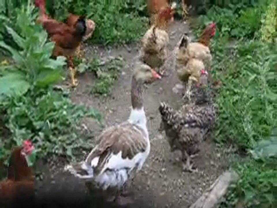 5885 oie grise avec poules sur terrain