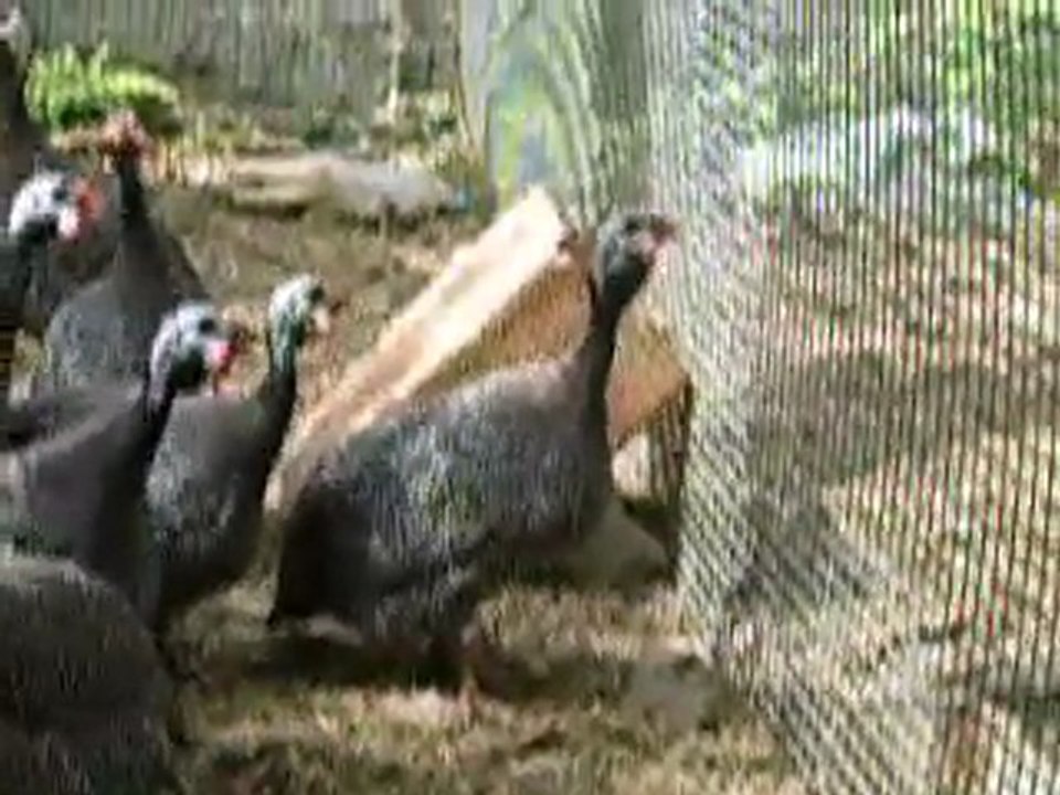 Les pintades leur cri mâles et femelle - écoute du cri des pintades dans le Lot