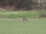 Chasse à l'arc dans le Pas de Calais