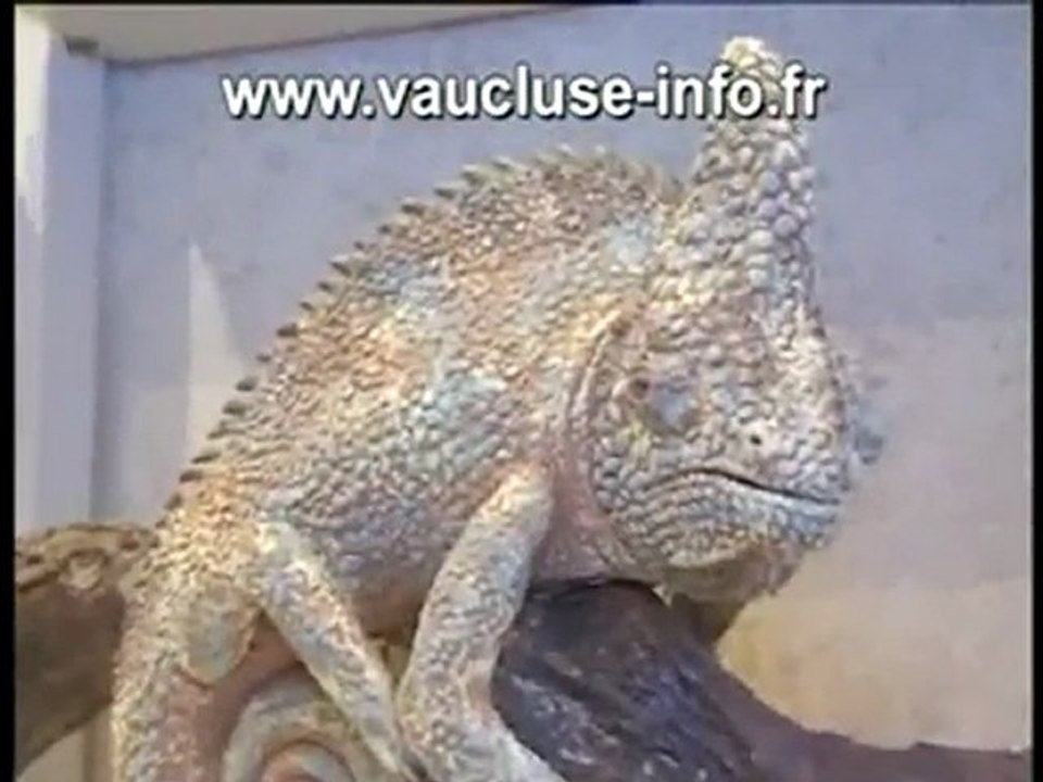 Sculptures d'Animaux et Céramique à Oppède le Vieux.