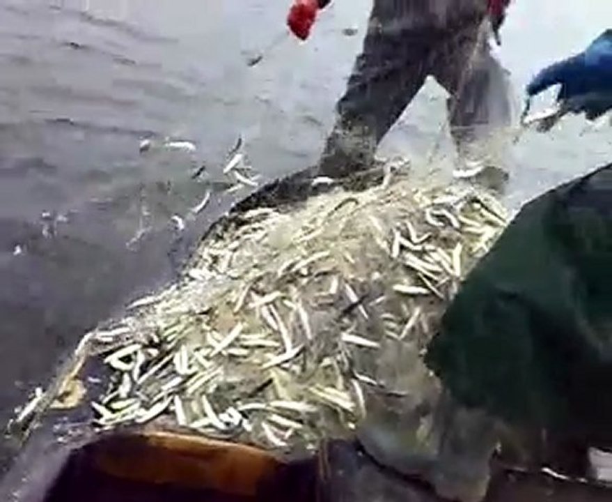 fishing Ravda bay Bulgaria hamsia