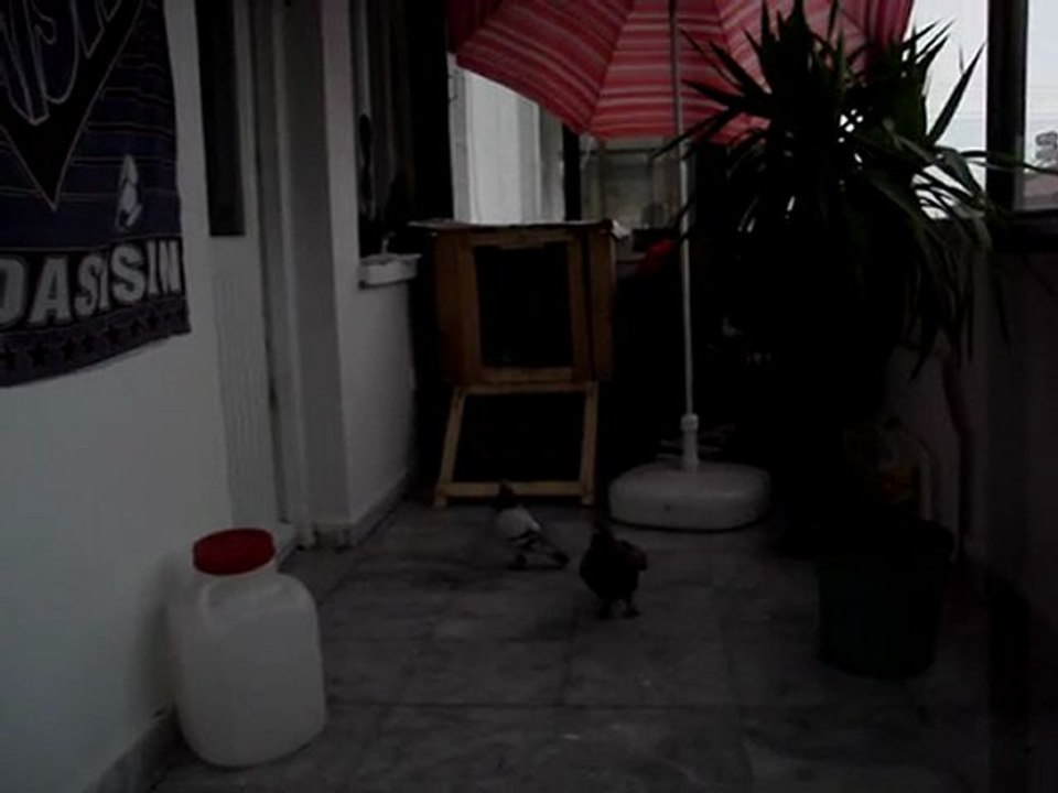 bordo&mavi ünkarilerin aşkı