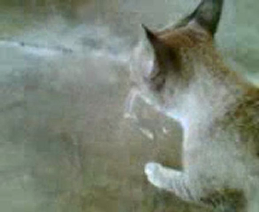 S'pura kitty