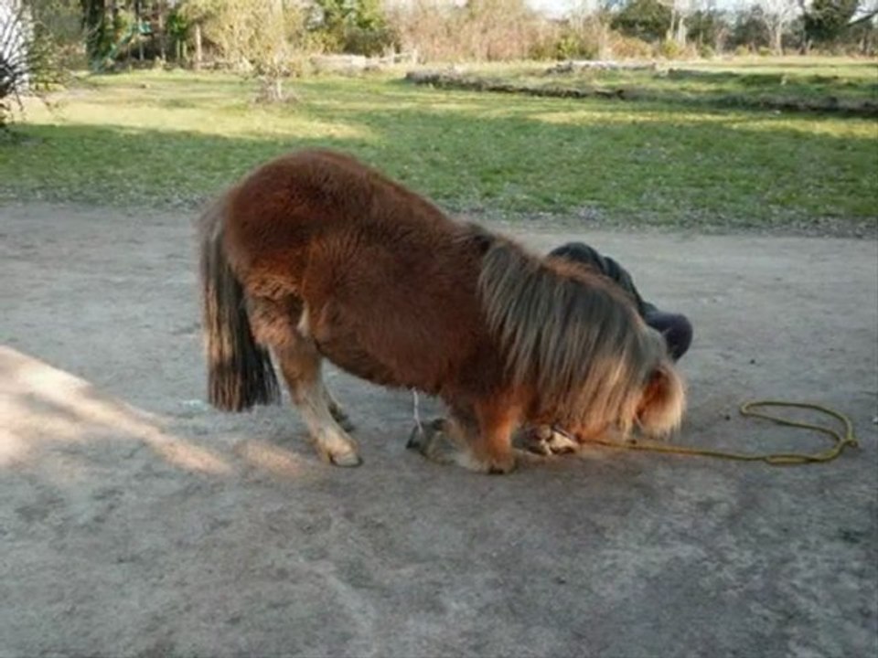 Malice ponette shetland