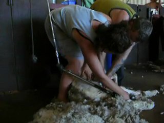 Comment tondre un mouton