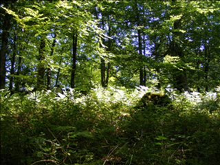 Sri-Aurobindo-24-2-10_part2.2